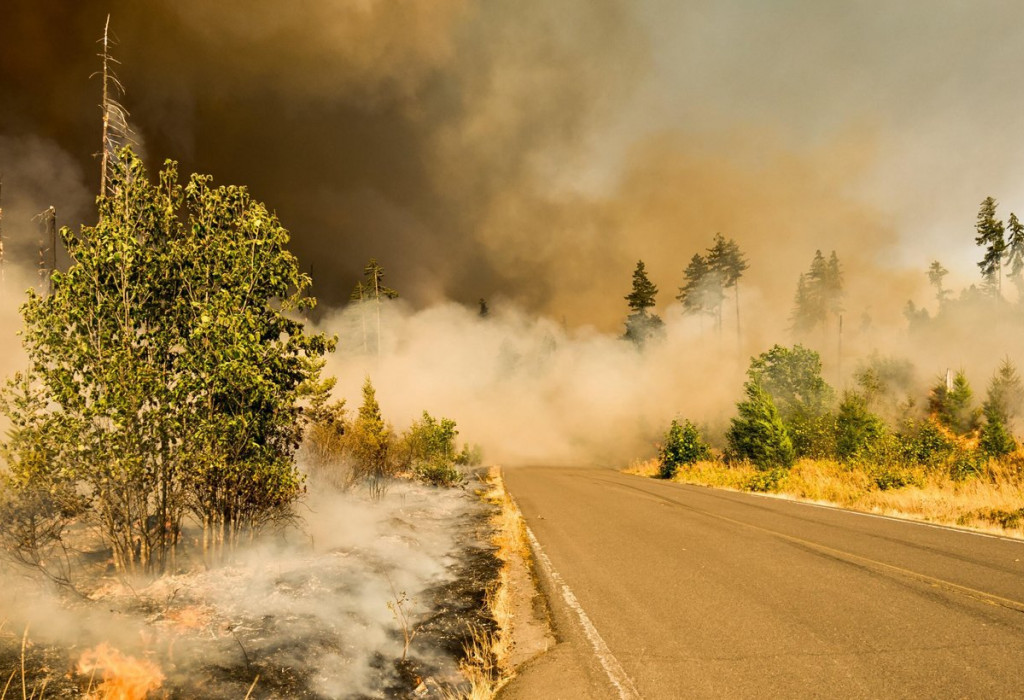 Wildfire Spreading Through Forest and Across Road
